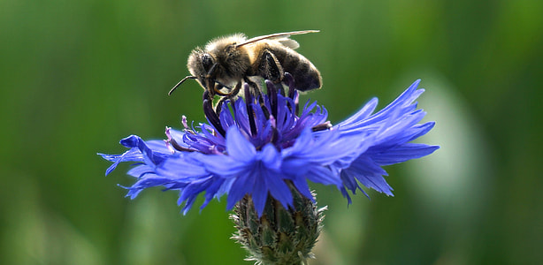 honey bee perching on blue flower during daytime thumbnail