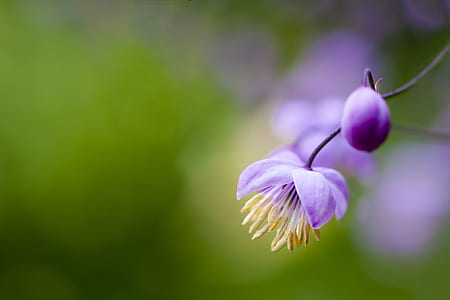 purple petaled flower thumbnail