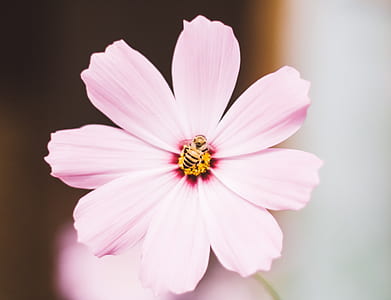 closeup photography of honeybee perched on pink petaled flower thumbnail