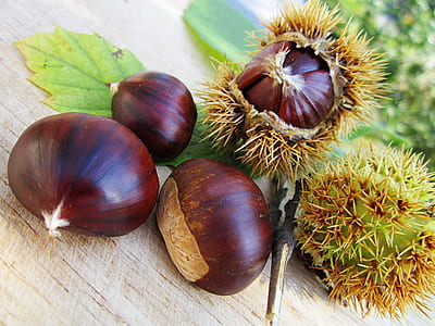 selective focus photography of five brown chestnuts thumbnail