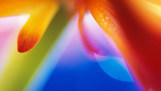 macro photography of red petaled flower thumbnail