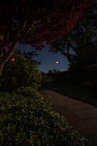 green plants near road at night time thumbnail