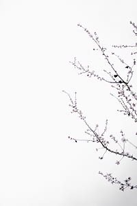 black twig thumbnail