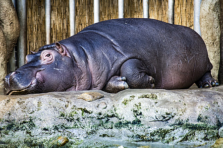 black hippopotamus lying on ground thumbnail