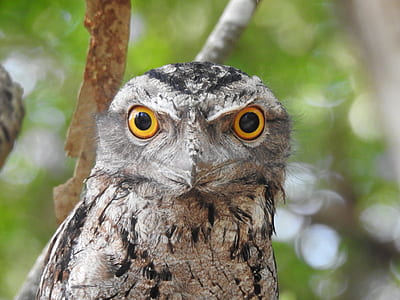 shallow focus photography of brown owl thumbnail