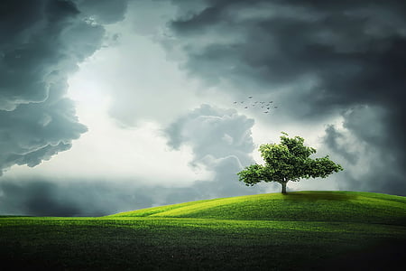 green tree on field thumbnail
