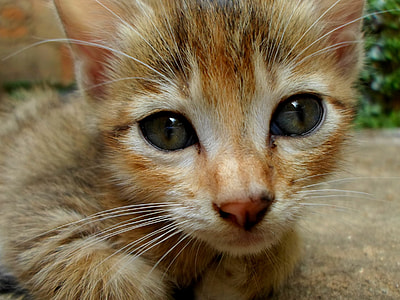 orange tabby kitten thumbnail