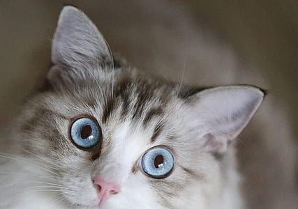 shallow focus photo of brown tabby kitten thumbnail