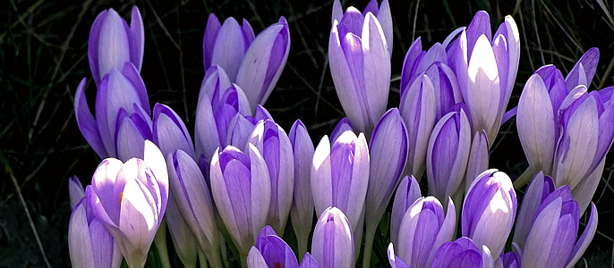 selective focus photography of purple Crocus flowers thumbnail