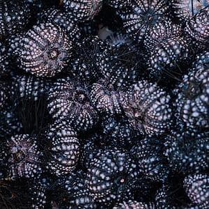 sea urchins thumbnail