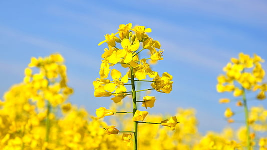 selective focus photography of yellow petaled flower thumbnail