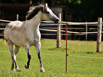 photography of white horse on green grass thumbnail