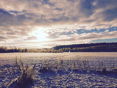photo of grass during winter thumbnail
