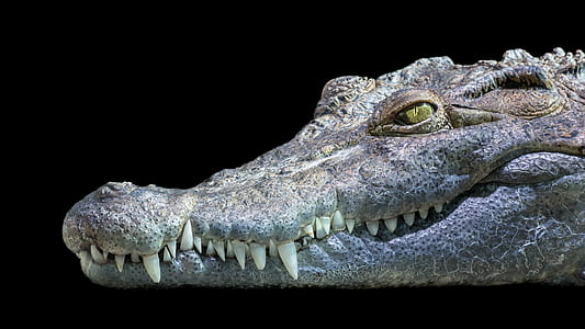 gray crocodile thumbnail