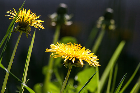 selective focus of yellow flower in bloom thumbnail