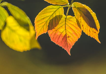 selective focus photo of orange and green leaves thumbnail