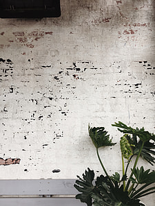 green leaf plant lean on white concrete wall thumbnail