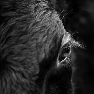 animal, fur, looking, eye thumbnail