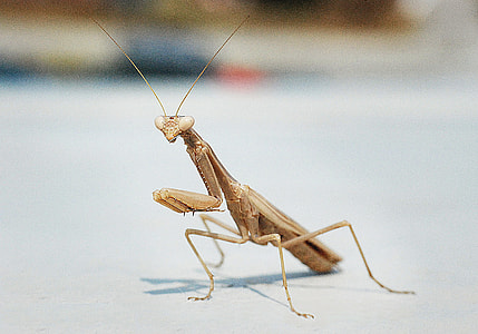 brown praying mantis on white surface thumbnail
