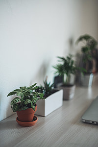 selective focus photography of plant in brown pot thumbnail