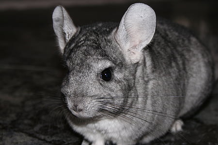 grayscale photography of roten thumbnail