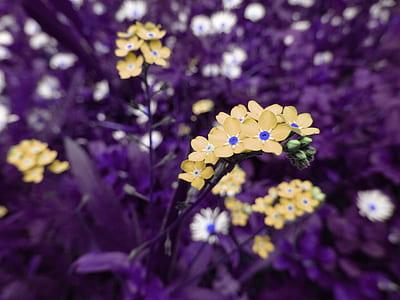 nature, flowers, garden, yellow thumbnail