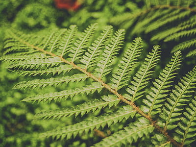 Green Leaf Plant thumbnail