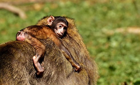 selective photo of chimpanzee thumbnail