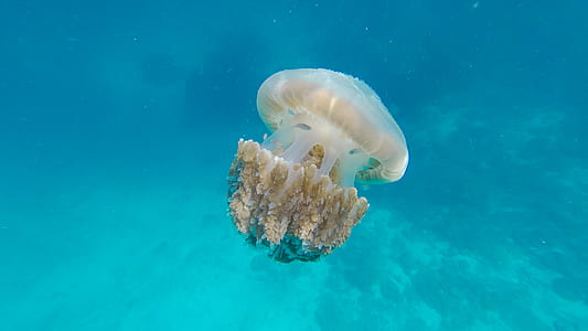 sea, water, blue, ocean thumbnail
