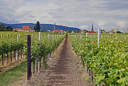 Palatinate, Winegrowing thumbnail