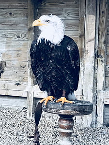 white and black eagle sitting on brown table thumbnail