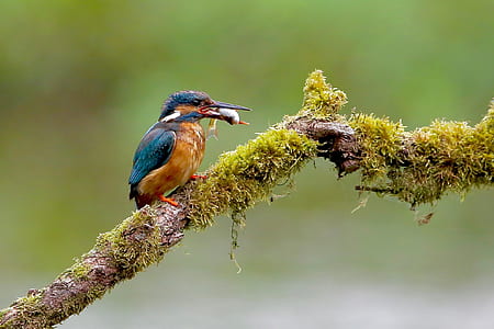 bird eating worm thumbnail