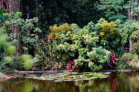 green leaves on body of water thumbnail