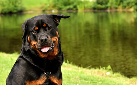 adult black and tan Rottweiler near body of water thumbnail