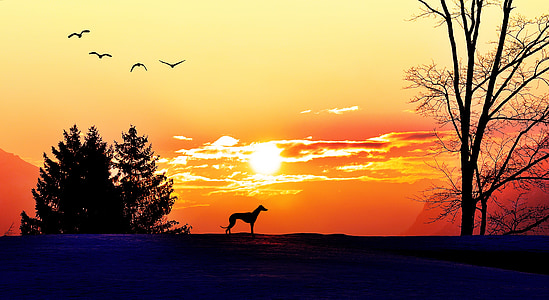 greyhound silhouette during sunset thumbnail