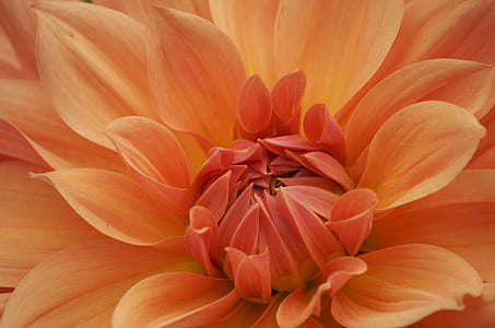 macro photography of orange flower thumbnail