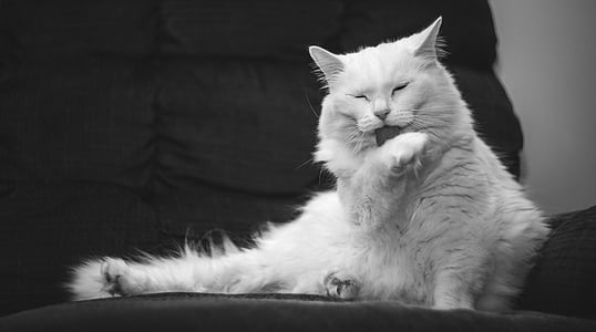 grayscale photography of Persian cat licking it arm thumbnail