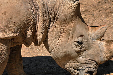 brown rhinoceros on field at daytime thumbnail