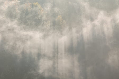 fog, forest, wood, sunrise thumbnail