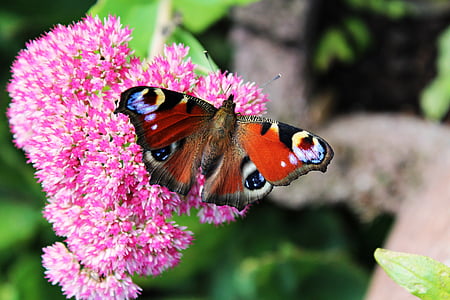 macro photo of peacock butterfly on pink flower thumbnail