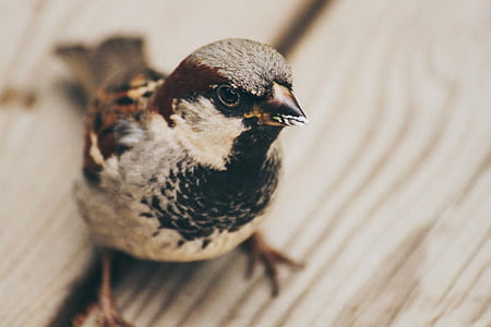 brown bird photography thumbnail