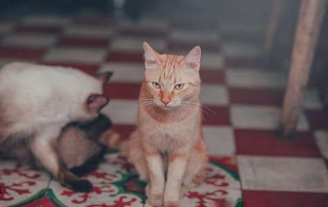 Close-Up Photography of Orange Tabby Cat thumbnail