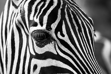 closeup photo of zebra thumbnail