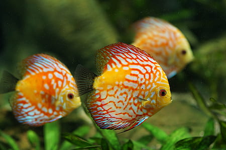 three yellow fishes thumbnail