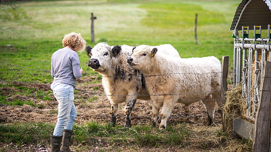 woman standing in front of white cattles during daytime thumbnail