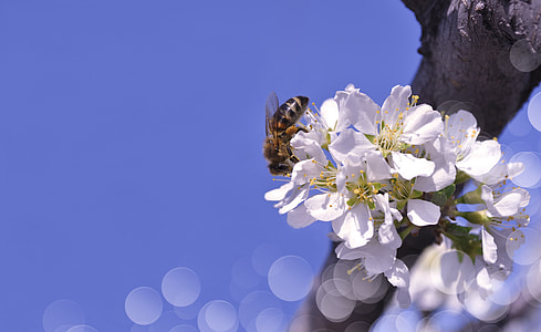 white and yellow flowers with bee on top thumbnail