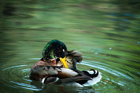 photo of mallard duck on green body of water thumbnail