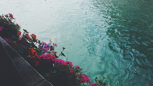 variety of flowers thumbnail
