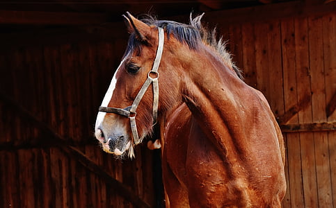 close-up photo of brown horse thumbnail