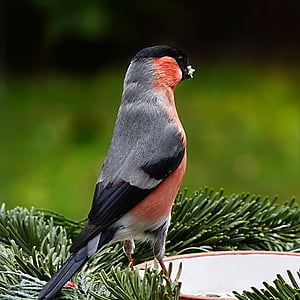 red and black bird standing on plant pot thumbnail
